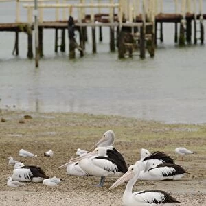 Australia, coffin bay, pelicans and seagulls on beach