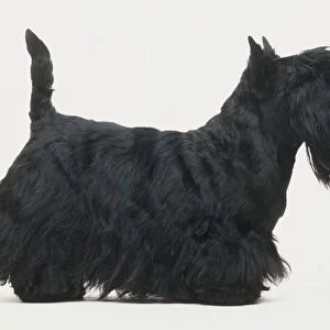 Black Scottish Terrier (Canis familiaris) standing, tail pointing up, side view