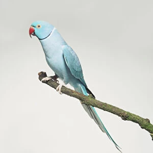 Blue Rose-ringed Parakeet (Psittacula krameri) perched on a branch, side view
