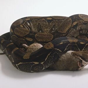 Boa Constrictor (Constrictor constrictor) curled up eating rodent