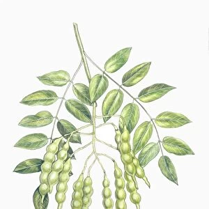Botany, Fabaceae, Leaves and fruits of Pagoda Tree Sophora japonica or Styphnolobium japonicum, illustration