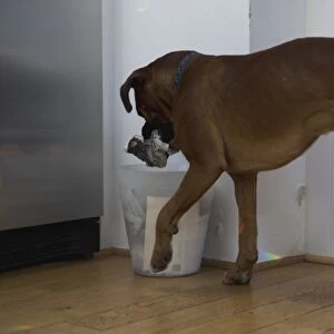 Boxer dog putting rubbish in wastepaper bin