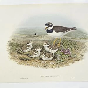 Common ringed plover (Charadrius hiaticula), illustration