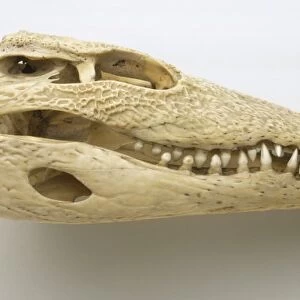 Crocodylus niloticus, nile crocodile, skull with rows of sharp teeth meshed in its long jaws