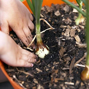 Elementary age girl pulling back soil around swollen onion bulbs