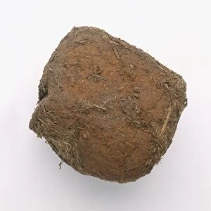 Elephant dung containing acacia seeds