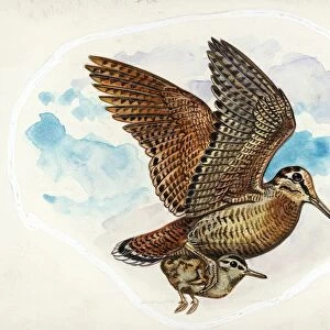 Eurasian Woodcock Scolopax rusticola while carrying young in flight, illustration