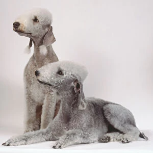 Two gray white Bedlington terriers, one sitting and the other lying down, with fluffy topknots and fringes of hair on the ends of their dangling ears