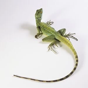 A green gecko, view from above