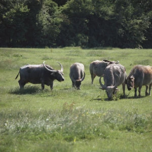 Herd of Asian Water Buffalo, Bubalus bubali, grazing, front view