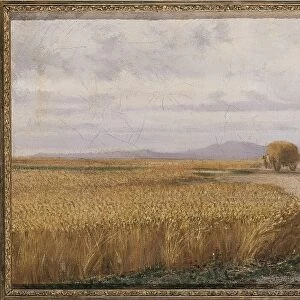 Italy, Naples, Wheat Field