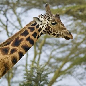 Kenya, Rift Valley, Lake Nakuru National Park, head of a Rothschilds giraffe (Giraffa camelopardalis rothschildi) with oxpeckers perching on the neck, side view