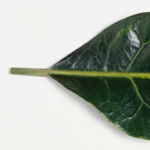 Two leaves. The thinner leaf is called a Croton, Codiaeum variegatum and the other Sea buckthorn, Hippophae rhamnoides