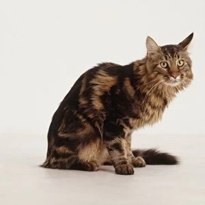 Maine Coon cat, sitting, side view, facing forward