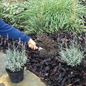 Man using trowel to dig hole in wet flowerbed to plant lavender