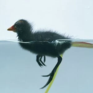 Moorhen chick in water, side view