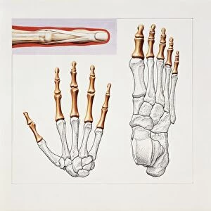 Musculoskeletal (locomotor) system, skeleton, hand and foot, drawing