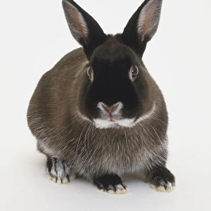 Netherland Dwarf domestic rabbit (Oryctolagus cuniculus), sitting up, front view