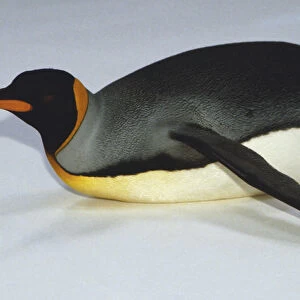 Penguin lying on its front, 3 / 4 elevated view