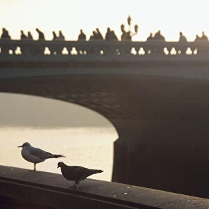 Two pigeons resting whilst commuters stream past on Westminster Bridge, London