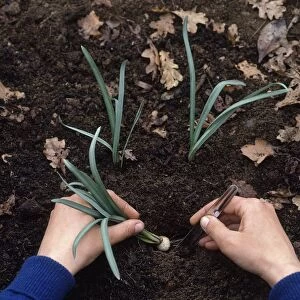 Planting a snowdrop bulb in a prepared hole, using a metal widger and fingers, close-up