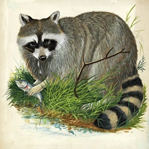 Raccoon Procyon lotor, illustration
