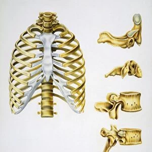 Skeletal system, Vertebral column, Ribcage, Vertebra, drawing