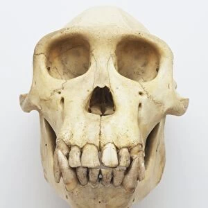 Skull of a chimpanzee, front view