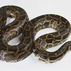 Slithering Burmese Python (Python molurus), view from above