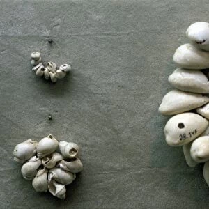 Strings of Cowrie shells. Through the ages, these have been widely used as a form of currency