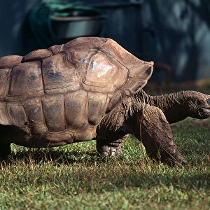 Side view of a huge Galapagos tortoise at Honolulu Zoo