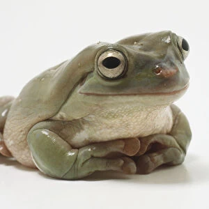 Whites Tree Frog (Litoria caerulea) seated with its front legs folded underneath the chest