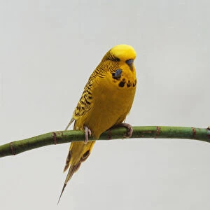A yellow Budgerigar (Melopsittacus undulatus) perching on a green twig, front view