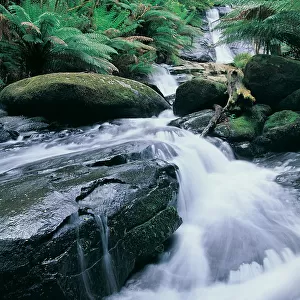 Creek below Tiplet Falls, Otway Ranges, Victoria, Australia