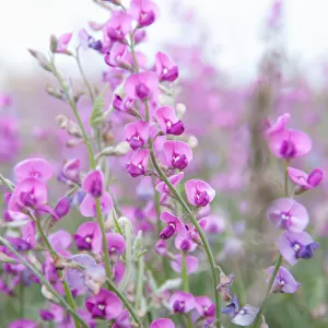 Delicate purple desert pea flowers, Australia