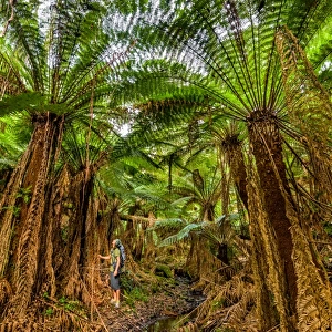 Giant tree ferns of Great Otway National Park, Victoria