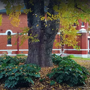 Historic Building and Tree with Autumn leaves, Wangaratta, North Central Victoria, Australia