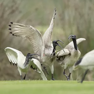 Ibis feeding dispute