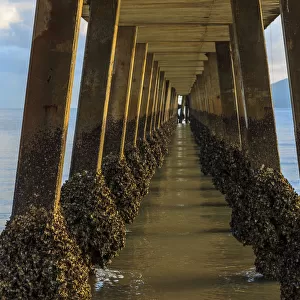 Under the Jetty