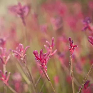 Pink Kangaroo Paw Flowers