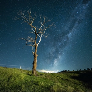 Standing tree with Milky Way