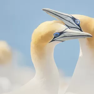 Wild Australasian gannet (Morus serrator) pair performing courtship ritual