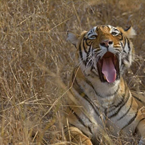 Bengal Tiger -Panthera tigris tigris- lying down and yawning in the dry forests of Ranthambore Tiger Reserve, India