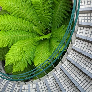 Big green fern in the middle of a curved stairwell