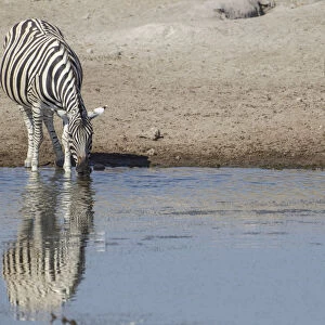 Burchells zebras -Equus quagga-, drinking, Etosha National Park, Namibia, Africa