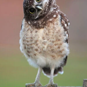 Burrowing Owl Owlet
