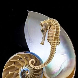 Chambered nautilus with seahorse