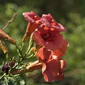 Chinese Trumpet Vine -Campsis grandiflora-, inflorescence, Leptokaria, Greece, Europe