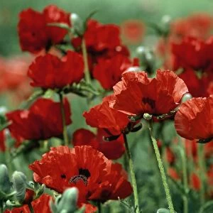 Close-Up of Bright Red Poppy Flowers in a Field