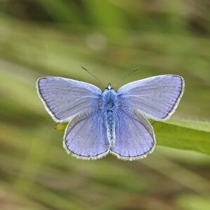 Common Blue -Polyommatus icarus- perched on a blade of grass, Altenseelbach, Neunkirchen, North Rhine-Westphalia, Germany